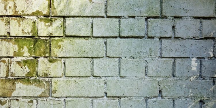 skuteczne usuwanie plesni